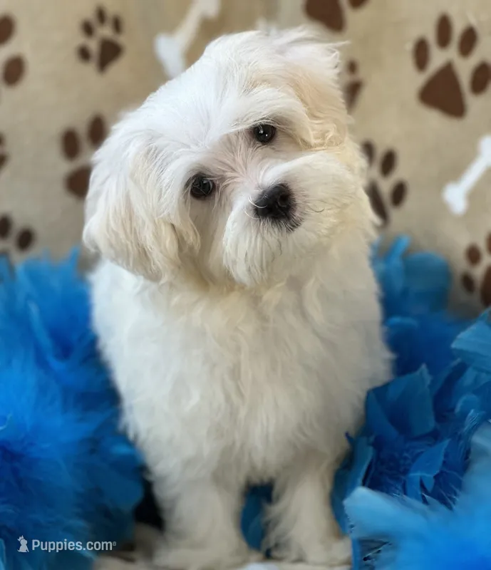 Chip – Maltese puppy for sale in Birch Tree, MO