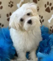 Chip, a male Maltese for sale in Birch Tree, MO – 1 of 10