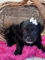 Tootsie, a female Yorkipoo for sale in Birch Tree, MO – 3 of 10
