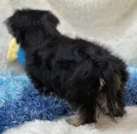 Sawyer, a male Morkie for sale in Birch Tree, MO – 6 of 10