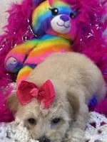 Twinkles, a female Maltipoo for sale in Birch Tree, MO – 8 of 10