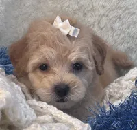 Chucky, a male Maltipoo for sale in Birch Tree, MO – 9 of 10