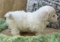 Buttercup, a male Maltipoo for sale in Birch Tree, MO – 6 of 10