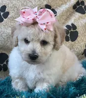 Zoomer, a female Bichpoo for sale in Birch Tree, MO – 8 of 10