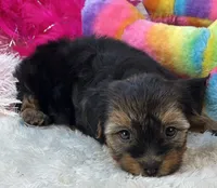 Sadie Mae, a female Yorkipoo for sale in Birch Tree, MO – 7 of 10