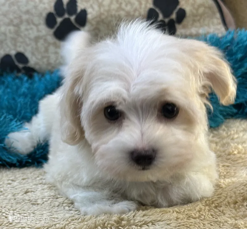Barley Boy – Maltipoo puppy for sale in Birch Tree, MO
