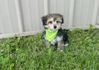 Titus , a male Morkie for sale in Birch Tree, MO – 5 of 6