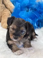 Tonka, a male Yorkipoo for sale in Birch Tree, MO – 6 of 10