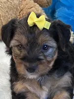 Tonka, a male Yorkipoo for sale in Birch Tree, MO – 8 of 10