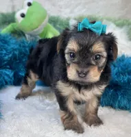 Harmony, a female Morkie for sale in Birch Tree, MO – 4 of 10