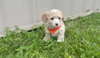 Jonah , a male Maltipoo for sale in Birch Tree, MO – 2 of 6