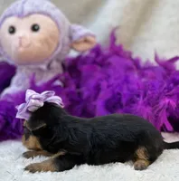 Tinker, a female Morkie for sale in Birch Tree, MO – 2 of 10