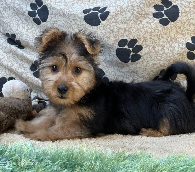 Silas – Morkie puppy for sale in Birch Tree, MO