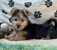 Silas, a male Morkie for sale in Birch Tree, MO – 1 of 10
