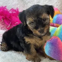 Sadie Mae, a female Yorkipoo for sale in Birch Tree, MO – 10 of 10