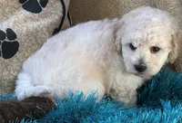 Zoomer, a female Bichpoo for sale in Birch Tree, MO – 3 of 10