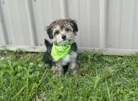 Titus , a male Morkie for sale in Birch Tree, MO – 6 of 6