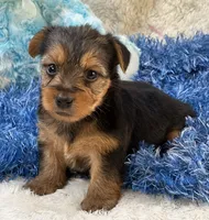 Gator, a male Morkie for sale in Birch Tree, MO – 9 of 9