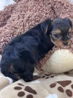 Rookie, a male Morkie for sale in Birch Tree, MO – 5 of 10
