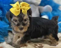 Sweet Winston, a male Yorkipoo for sale in Birch Tree, MO – 5 of 10