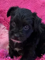 Tootsie, a female Yorkipoo for sale in Birch Tree, MO – 6 of 10