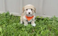 Jonah , a male Maltipoo for sale in Birch Tree, MO – 3 of 6