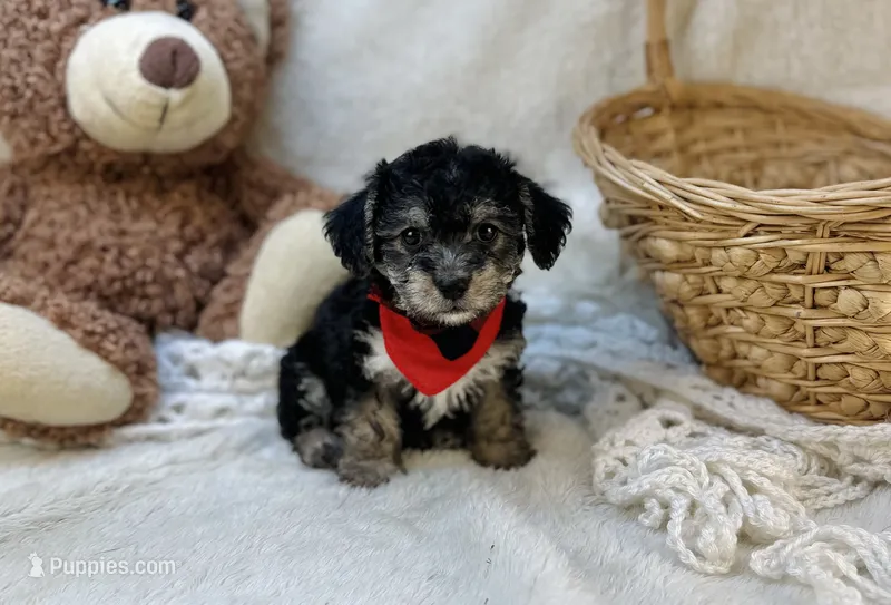Biscuit  – Morkie puppy for sale in Birch Tree, MO