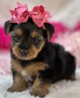 Porsha, a female Morkie for sale in Birch Tree, MO – 2 of 10