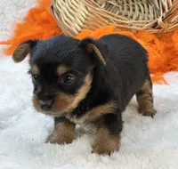 Blossom, a female Morkie for sale in Birch Tree, MO – 10 of 10