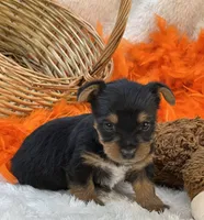 Blossom, a female Morkie for sale in Birch Tree, MO – 9 of 10