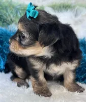 Harmony, a female Morkie for sale in Birch Tree, MO – 8 of 10