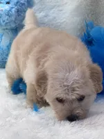 Lincoln, a male Morkie for sale in Birch Tree, MO – 9 of 10