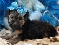 Gentle Ben, a male Yorkipoo for sale in Birch Tree, MO – 5 of 10