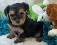 Millie Jean, a female Yorkipoo for sale in Birch Tree, MO – 2 of 10