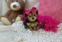 Eden, a female Morkie for sale in Birch Tree, MO – 4 of 5