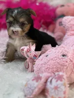 Claire, a female Morkie for sale in Birch Tree, MO – 3 of 10