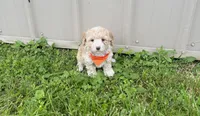 Jonah , a male Maltipoo for sale in Birch Tree, MO – 6 of 6