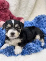 Barney, a male Morkie for sale in Birch Tree, MO – 6 of 9