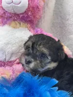 Anna Leigh, a female Morkie for sale in Birch Tree, MO – 4 of 7