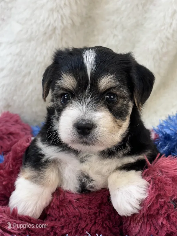 Barney – Morkie puppy for sale in Birch Tree, MO