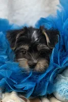 Banjo, a male Morkie for sale in Birch Tree, MO – 6 of 9