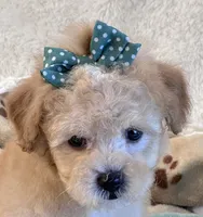 Hudson , a male Maltipoo for sale in Birch Tree, MO – 4 of 10