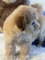 Chucky, a male Maltipoo for sale in Birch Tree, MO – 5 of 10