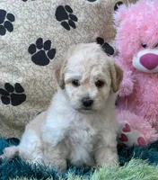 Ava Jean, a female Bichpoo for sale in Birch Tree, MO – 7 of 10