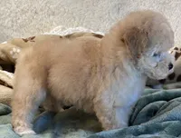 Hudson , a male Maltipoo for sale in Birch Tree, MO – 7 of 10
