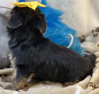 Sweet Winston, a male Yorkipoo for sale in Birch Tree, MO – 3 of 10