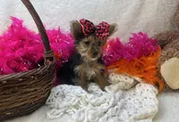 Magnolia , a female Morkie for sale in Birch Tree, MO – Photo 2 of 5