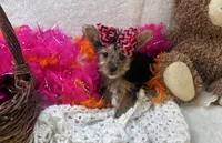 Magnolia , a female Morkie for sale in Birch Tree, MO – Photo 3 of 5