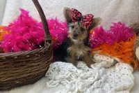 Magnolia , a female Morkie for sale in Birch Tree, MO – Photo 1 of 5