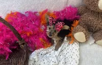 Magnolia , a female Morkie for sale in Birch Tree, MO – Photo 4 of 5